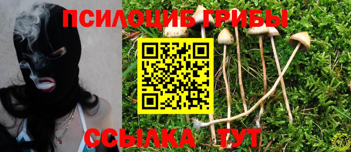 Людиново  Псилоцибиновые грибы прущие грибы  Вход с VPN  Галлюциногенные грибы Cubensis 